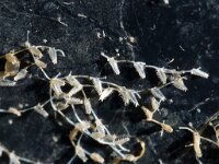 Beania mirabilis 3, Saxifraga-Foto Fitis-Sytske Dijksen