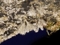 Bicellariella ciliata