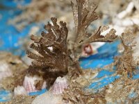 Bugula flagellata 2, Saxifraga-Foto Fitis-Sytske Dijksen