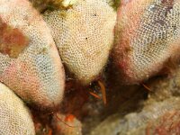 Conopeum reticulum 3, Zeevitrage, Saxifraga-Foto Fitis-Sytske Dijksen