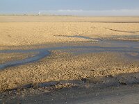 Electra pilosa 10, Harig mosdiertje, Saxifraga-Foto Fitis-Sytske Dijksen