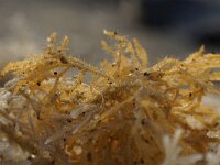 Electra pilosa 12, Harig mosdiertje, Saxifraga-Foto Fitis-Sytske Dijksen