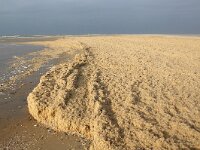 Electra pilosa 13, Harig mosdiertje, Saxifraga-Foto Fitis-Sytske Dijksen