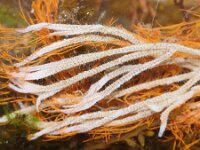 Electra pilosa 15, Harig mosdiertje, Saxifraga-Foto Fitis-Sytske Dijksen