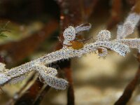 Electra pilosa 16, Harig mosdiertje, Saxifraga-Foto Fitis-Sytske Dijksen