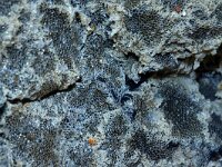 Electra pilosa 3, Harig mosdiertje, Saxifraga-Foto Fitis-Sytske Dijksen