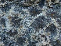 Electra pilosa 6, Harig mosdiertje, Saxifraga-Foto Fitis-Sytske Dijksen