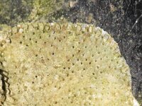 Escharella variolosa