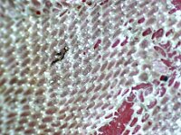 Membranipora tuberculata