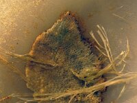 Parasmittina trispinosa