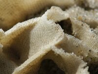 Pentapora sp 2, Saxifraga-Foto Fitis-Sytske Dijksen