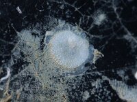 Plagioecia patina 2, Wrattig mosdiertje, Saxifraga-Foto Fitis-Sytske Dijksen