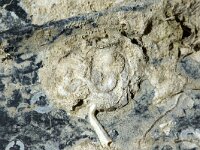 Plagioecia patina 3, Wrattig mosdiertje, Saxifraga-Foto Fitis-Sytske Dijksen