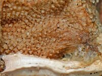 Schizomavella hastata