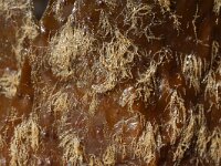 Scruparia chelata 2, Koehoornmosdiertje, Saxifraga-Foto Fitis-Sytske Dijksen