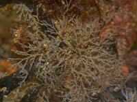 Scrupocellaria scruposa 2, Steenmosdiertje, Saxifraga-Foto Fitis-Sytske Dijksen