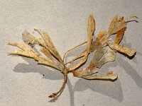 Securiflustra securifrons