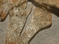 Securiflustra securifrons 2, Wigbladig mosdiertje, Saxifraga-Foto Fitis-Sytske Dijksen