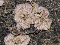Tubulipora liliacea