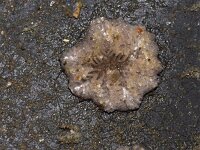 Tubulipora lilacea 2, Purper mosdiertje, Saxifraga-Foto Fitis-Sytske Dijksen