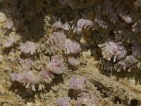 Tubulipora liliacea 3, Purpermosdiertje, Saxifraga-Foto Fitis-Sytske Dijksen