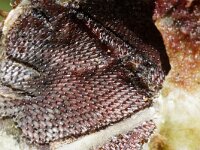 Watersipora subatra 4, Bloedrood plooimosdiertje, Saxifraga-Foto Fitis-Sytske Dijksen