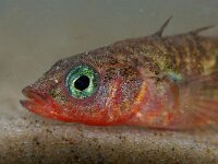 Gasterosteus aculeatus 3, Driedoornige stekelbaars, Foto Fitis-Sytske Dijksen