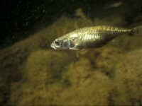 Gasterosteus aculeatus 4, Driedoornige stekelbaars, Saxifraga-Eric Gibcus