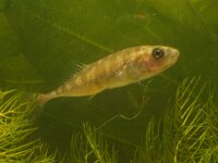 Pungitius pungitius 2, Tiendoornige stekelbaars, Saxifraga-Kees Marijnissen