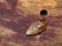 Cochlicopa lubrica