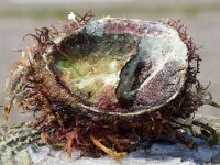 Crepidula fornicata 7, Muiltje, Saxifraga-Foto Fitis-Sytske Dijksen