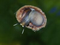 Crepidula fornicata 8, Muiltje, Saxifraga-Foto Fitis-Sytske Dijksen