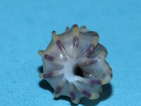 Epitonium clathrus 2, Gewone wenteltrap, Saxifraga-Foto Fitis-Sytske Dijksen