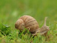 Helix pomatia 16, Wijngaardslak, Saxifraga-Mark Zekhuis
