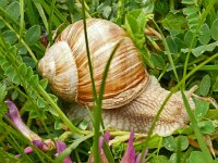 Helix pomatia 19, Wijngaardslak, Saxifraga-Hans Grotenhuis