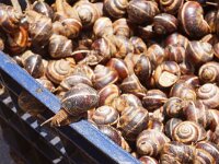 Helix pomatia 25, Wijngaardslak, Saxifraga-Foto Fitis-Sytske Dijksen