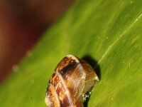 Hygromia cinctella 4, Gekielde loofslak, Saxifraga-Foto Fitis-Sytske Dijksen