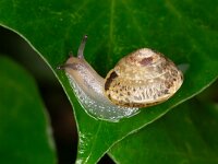 Hygromia cinctella 5, Gekielde loofslak, Saxifraga-Luc Hoogenstein : Lunetten