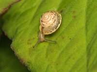 Hygromia cinctella 8, Gekielde loofslak, Saxifraga-Tom Heijnen
