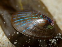 Patella pellucida 2, Blauwgestreepte schaalhoren, Saxifraga-Foto Fitis-Sytske Dijksen