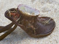 Patella 2 sp, Saxifraga-Foto Fitis-Sytske Dijksen