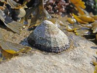 Patella 3 sp, Saxifraga-Foto Fitis-Sytske Dijksen