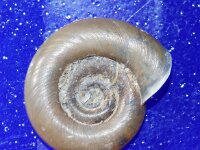 Planorbis planorbis 2, Gewone schijfhoren, Saxifraga-Foto Fitis-Sytske Dijksen