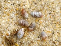 Pupilla muscorum