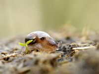 Succinea putris 10, Barnsteenslak, Saxifraga-Foto Fitis-Sytske Dijksen