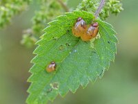Succinea putris 13, Barnsteenslak, Saxifraga-Tom Heijnen
