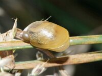 Succinea putris 9, Barnsteenslak, Saxifraga-Foto Fitis-Sytske Dijksen