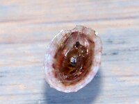 Tectura virginea 2, Gewone schotelhoren, Saxifraga-Foto Fitis-Sytske Dijksen