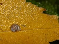 Vallonia excentrica 2, Jachthorenslak, Saxifraga-Foto Fitis-Sytske Dijksen