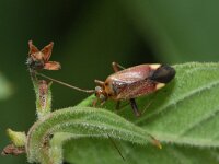 Adelphocoris ticinensis